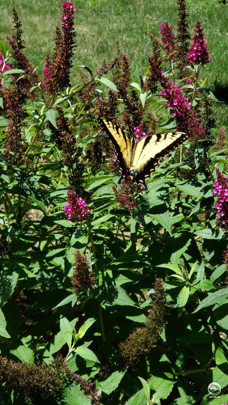 Бабочка на кусте буддлеи