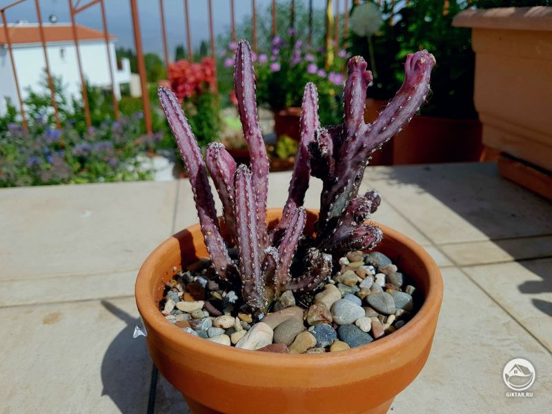 Эхиноцереус (Monvillea) spegazinii