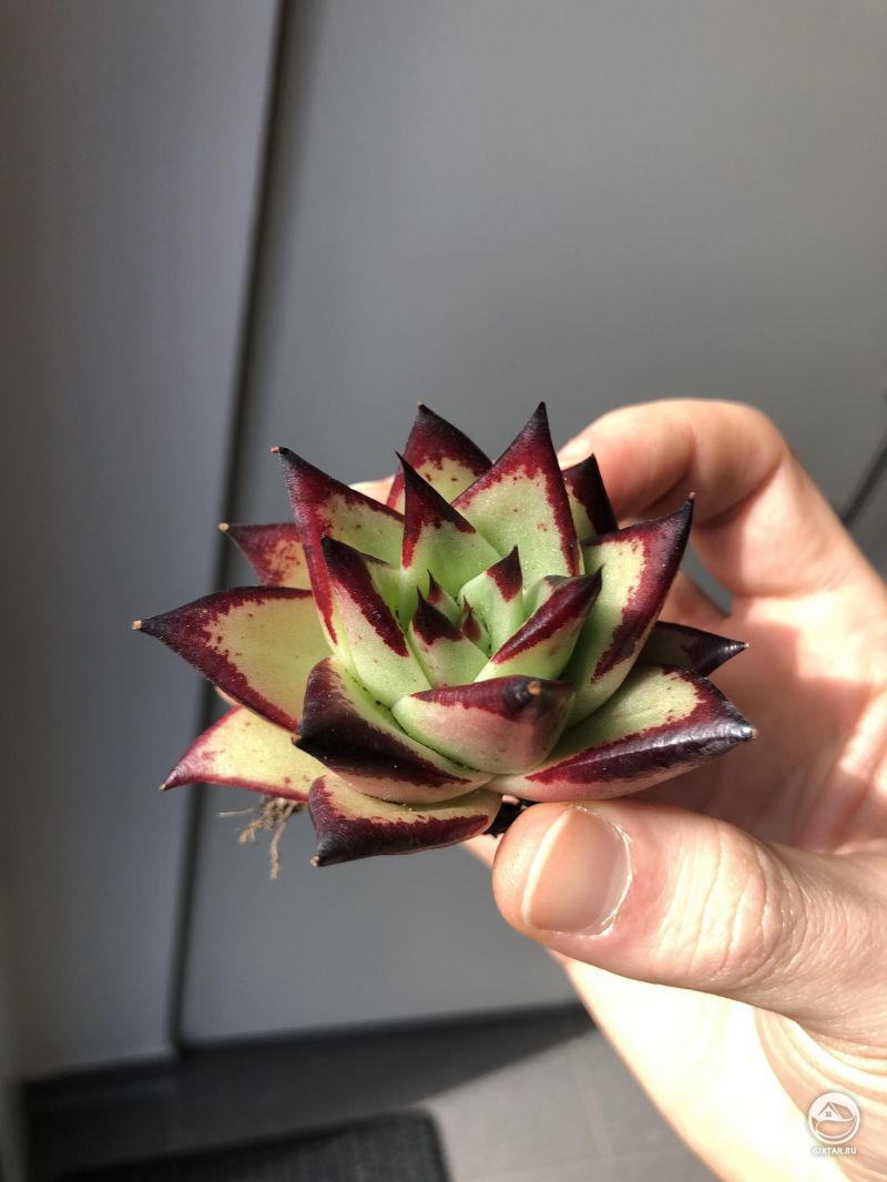 Моя новая эхеверия