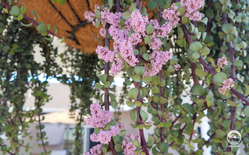 Портулакария африканская цветет