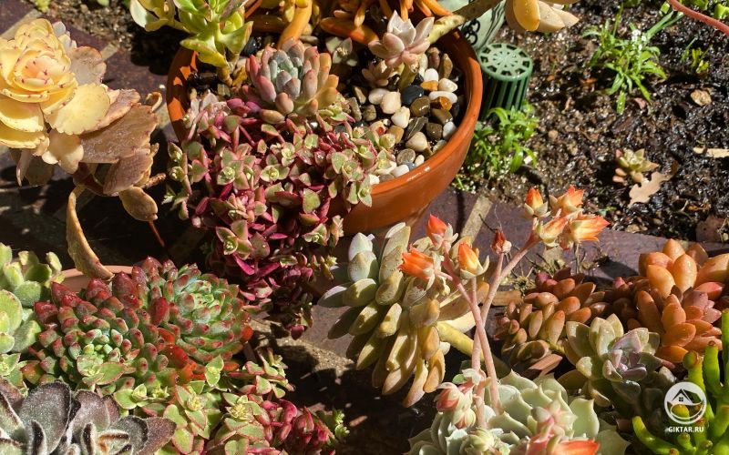 Мои суккуленты