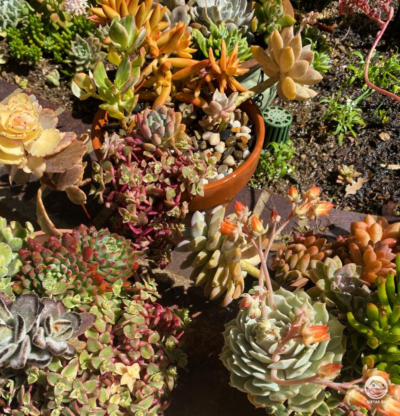 Мои суккуленты