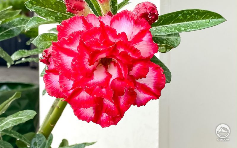 Цветок Адениума