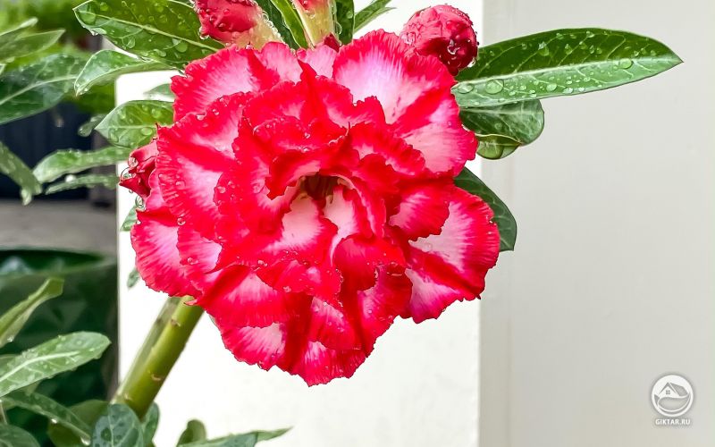 Цветок Адениума
