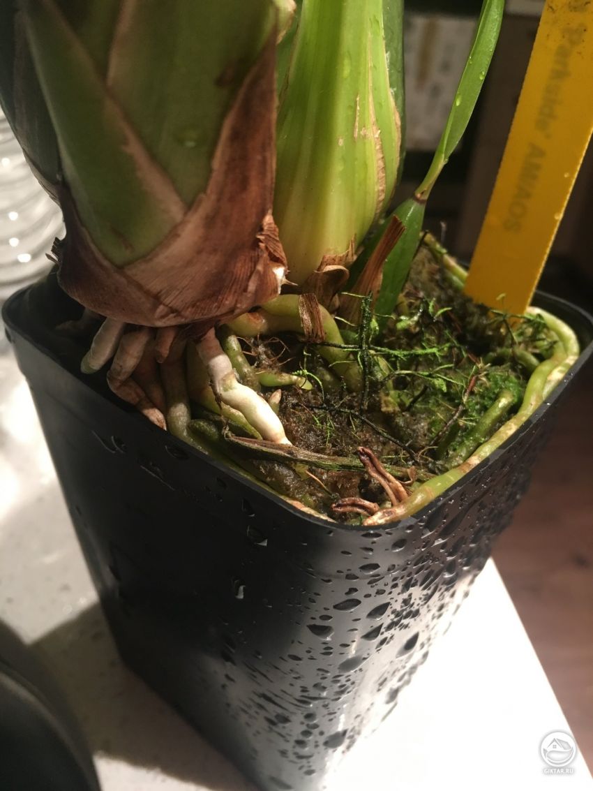 Галеопеталум нуждается в пересадке?