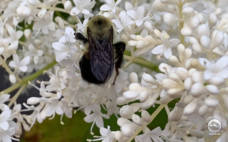 Пушистый Шмель и Белая сирень