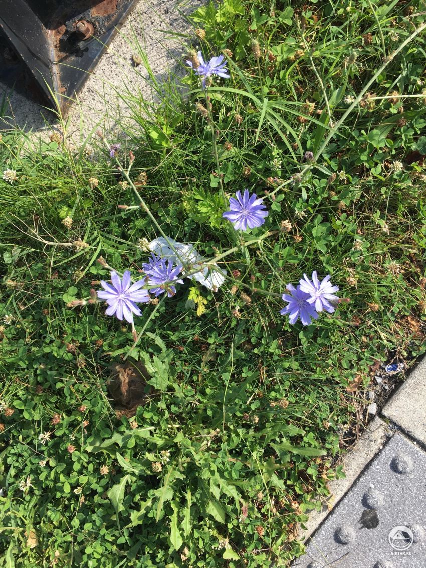 Что это за растение с голубыми цветами?