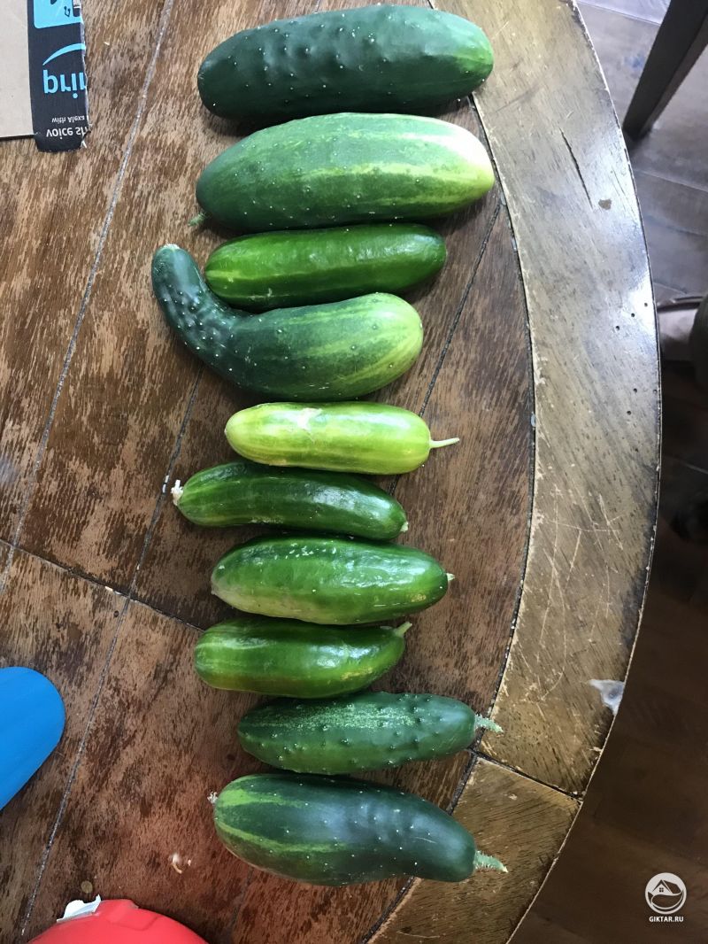 Огурцы из моего огорода