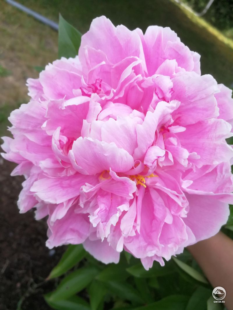 Наши пионы зацвели поздновато в этом году, но этого стоило ждать!