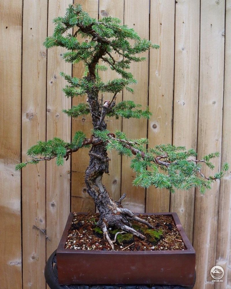 Колорадская голубая ель