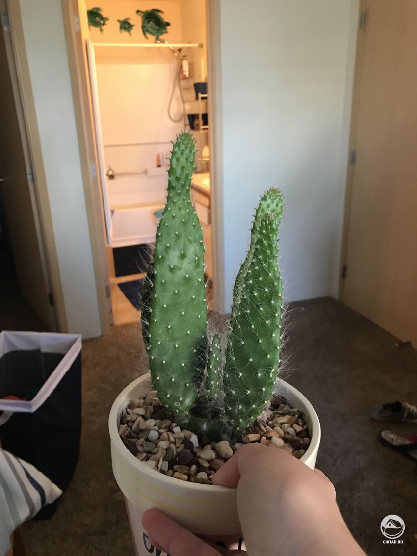 Нормально ли что кактус так растет вверх?