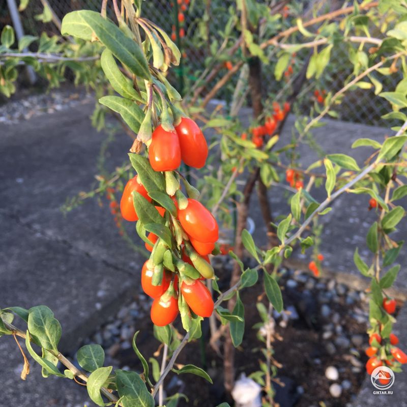 Ягоды годжи созревают