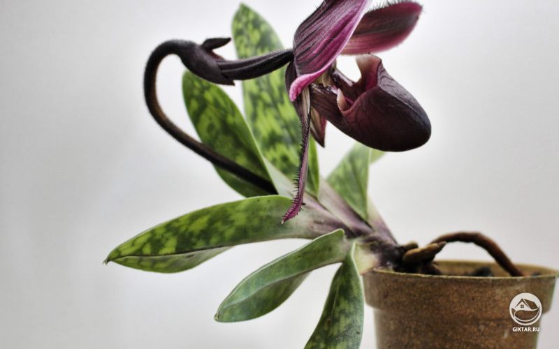 Мой Пафиопедилум зацвел в начале этой недели
