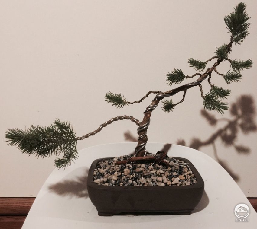 Сосна пиния для бонсай: выращивание, фото, уход, вредители