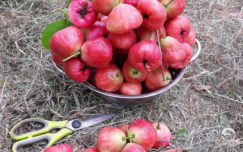 Сладкие и ароматные яванские яблоки из маминого сада.