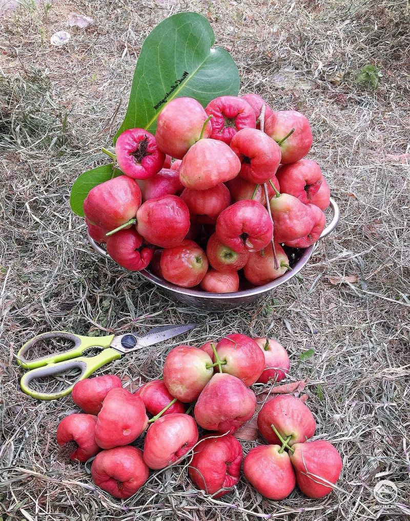Сладкие и ароматные яванские яблоки из маминого сада.