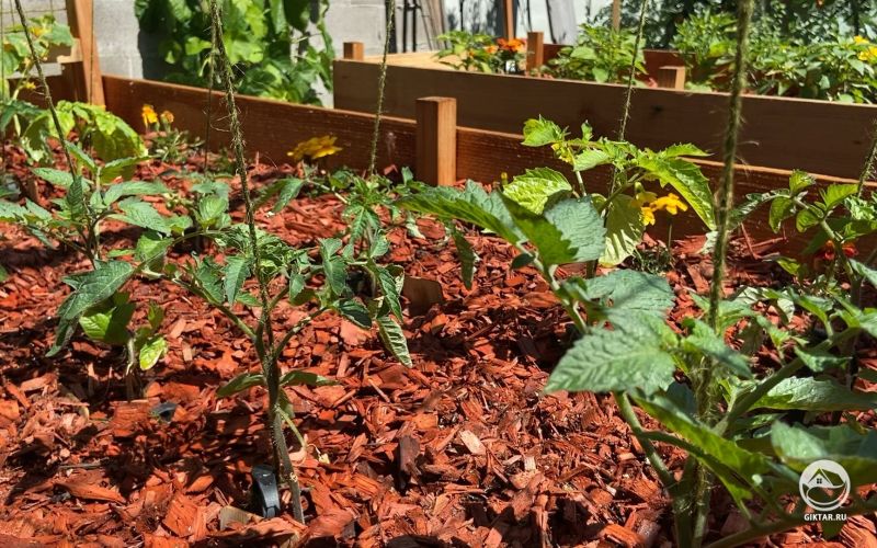 Моя грядка с помидорами