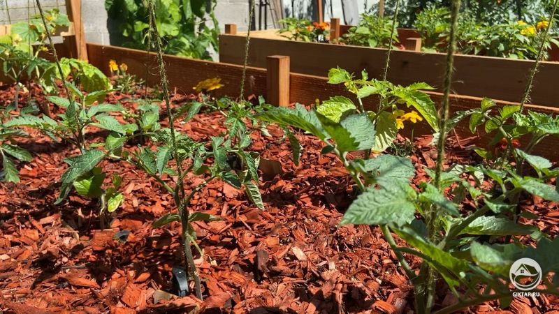 Моя грядка с помидорами