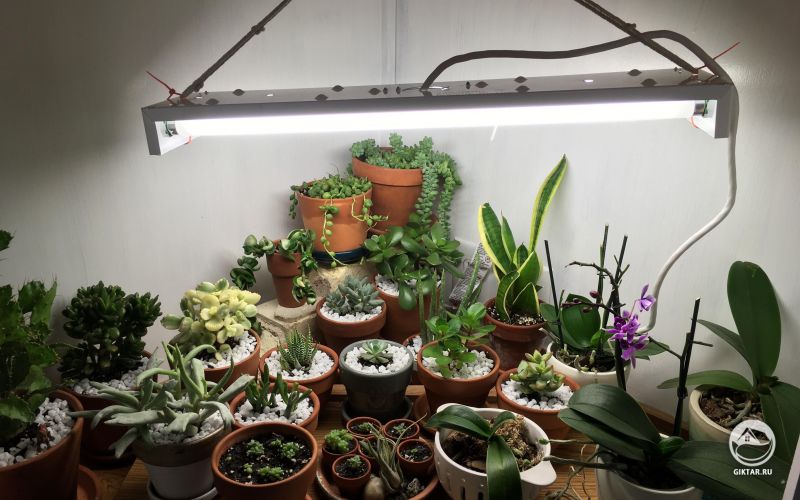 Моя коллекция суккулентов и орхидей