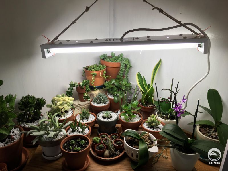 Моя коллекция суккулентов и орхидей