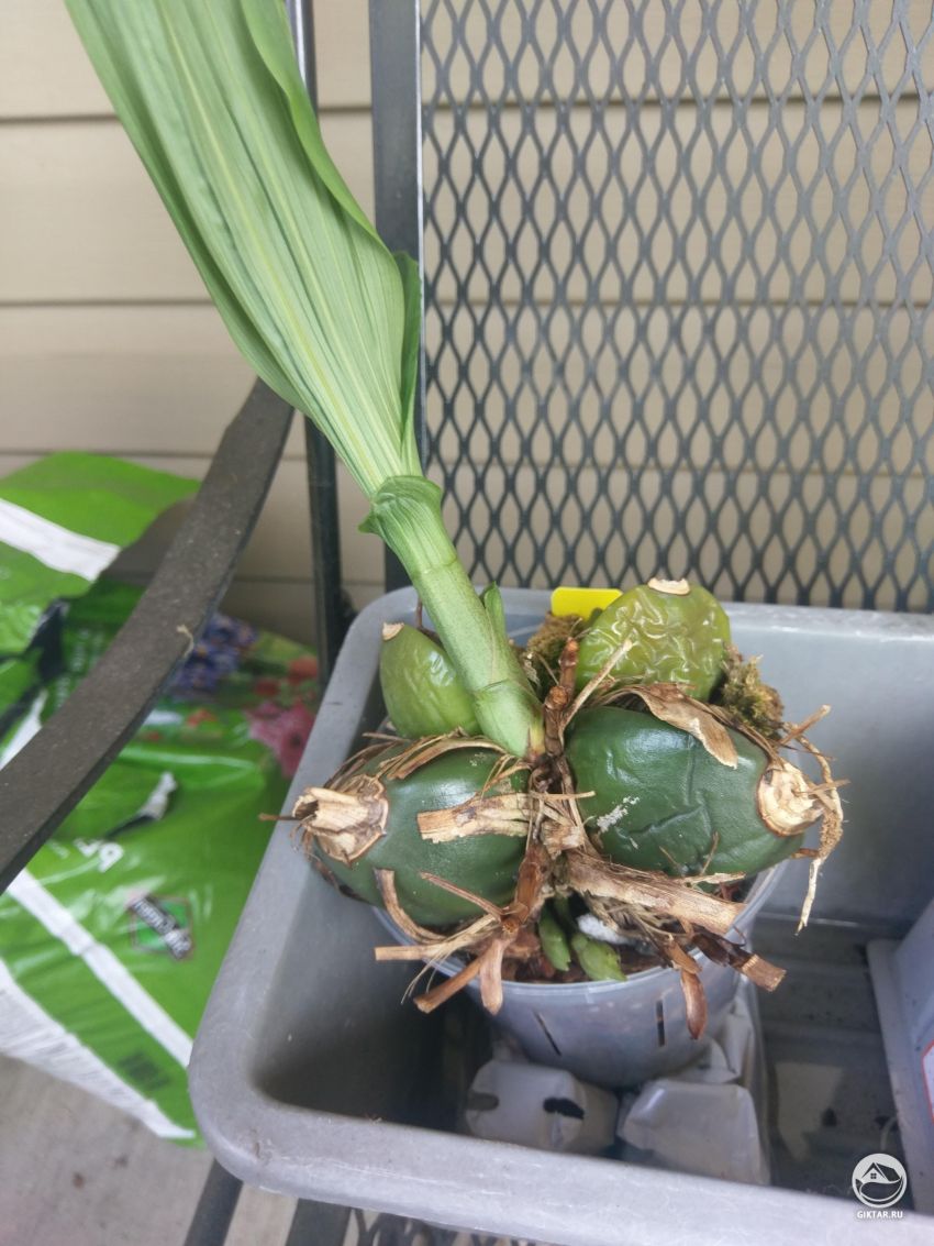 Ликаста: пересаживать Или подождать?