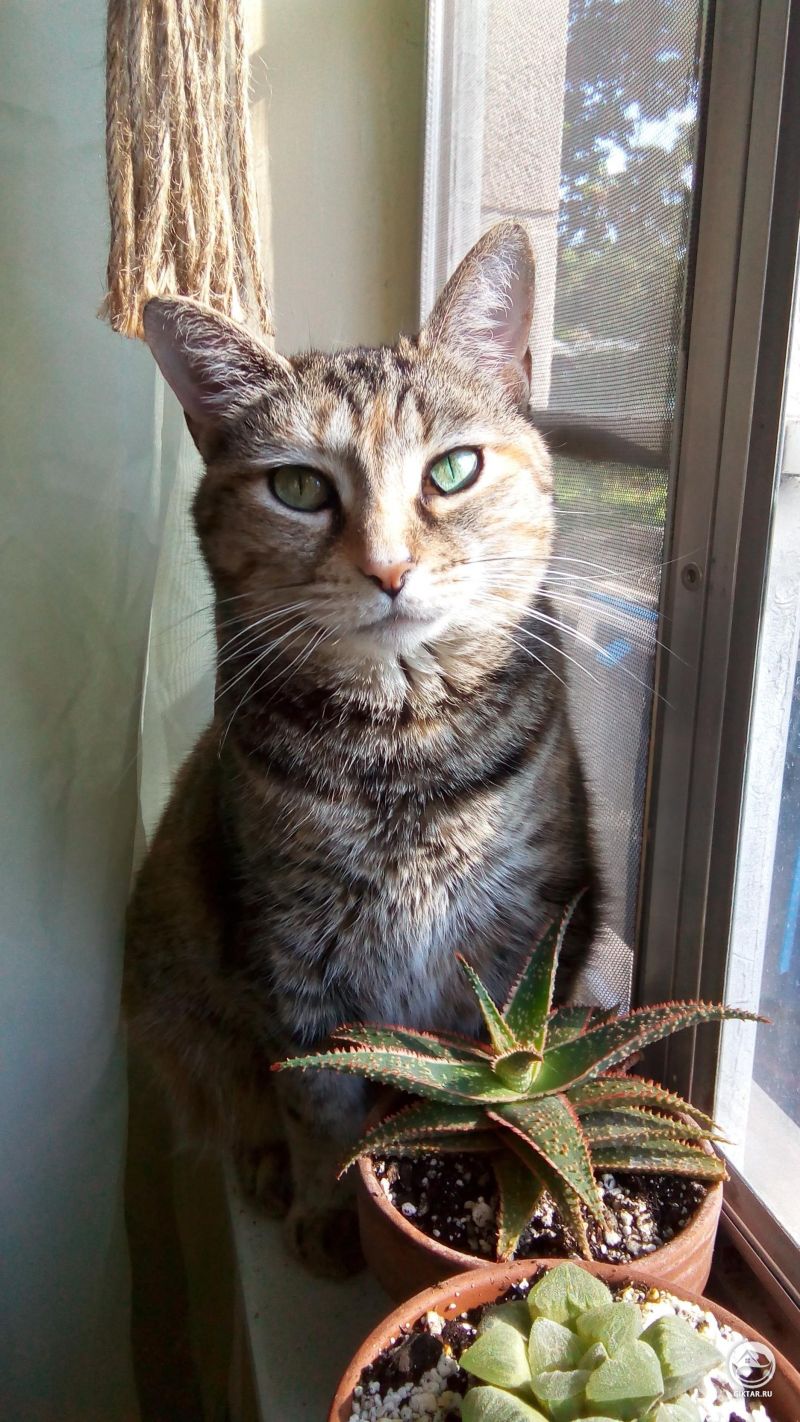 Кошка на страже суккулентов