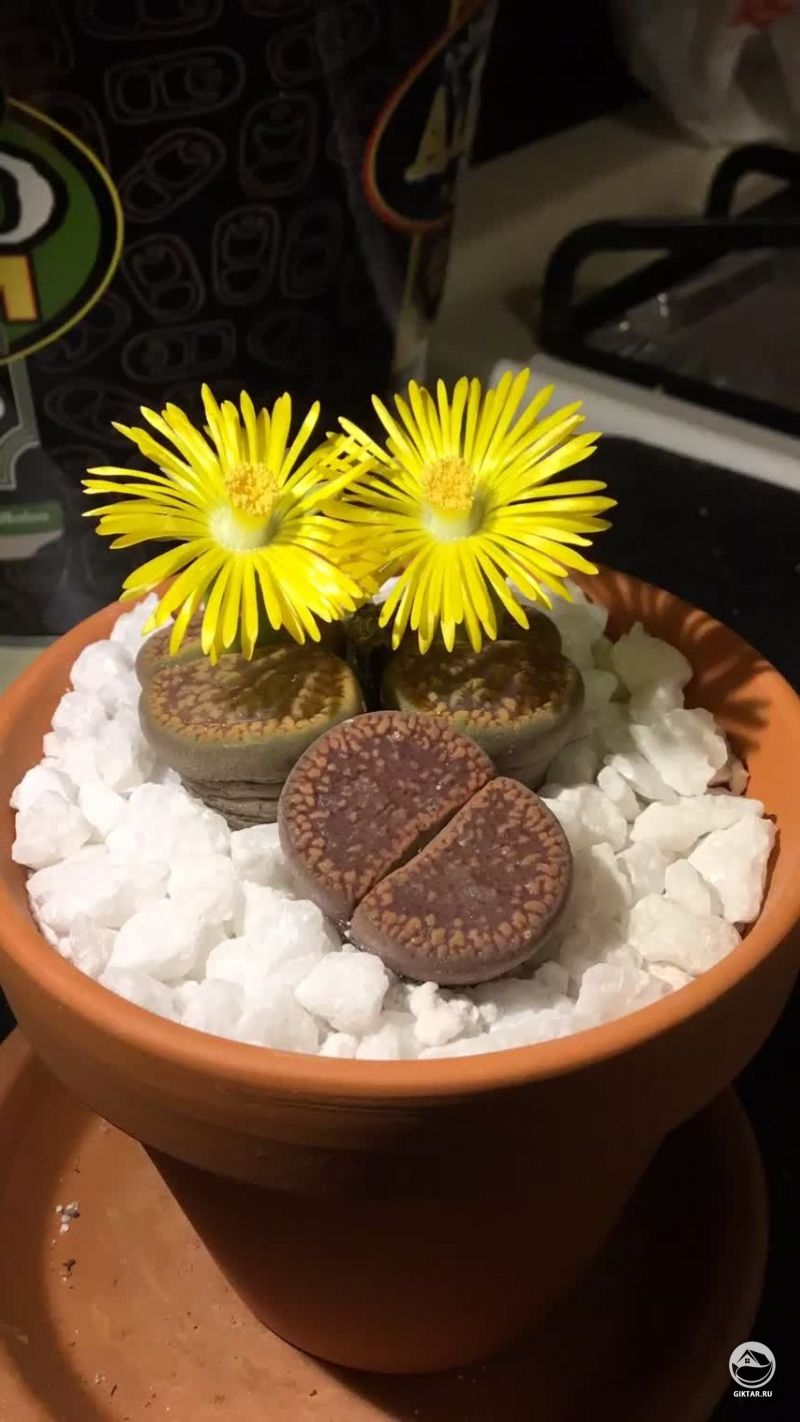 Цветущие литопсы