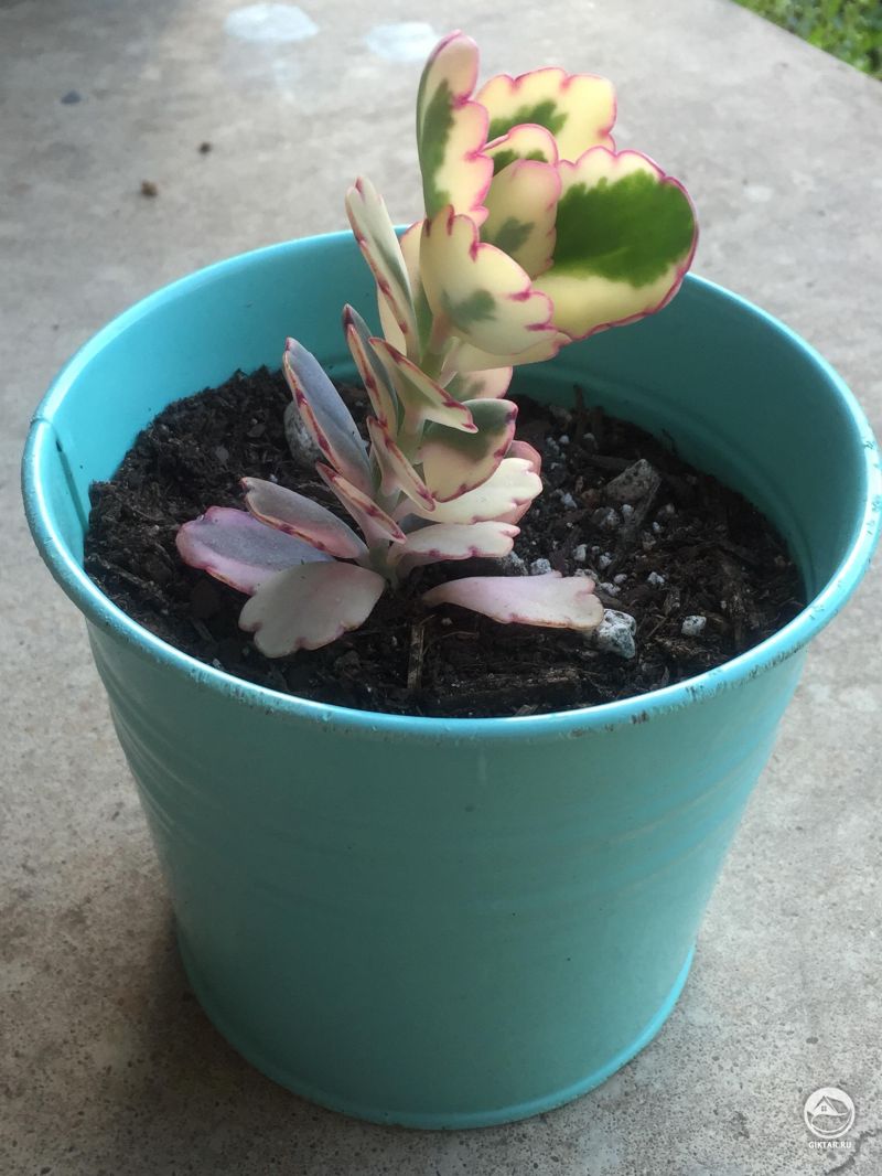 Каланхоэ гребенчатое пестролистное