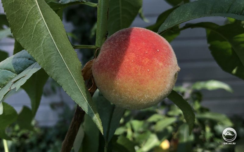 Первый персик на молодом персиковом дереве.