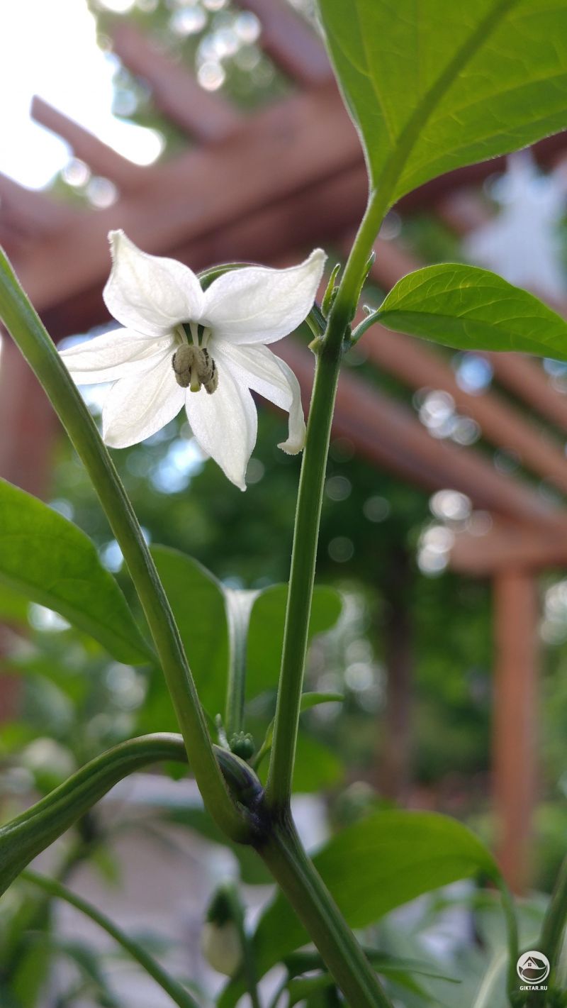Цветам Халапеньо тоже нужна любовь