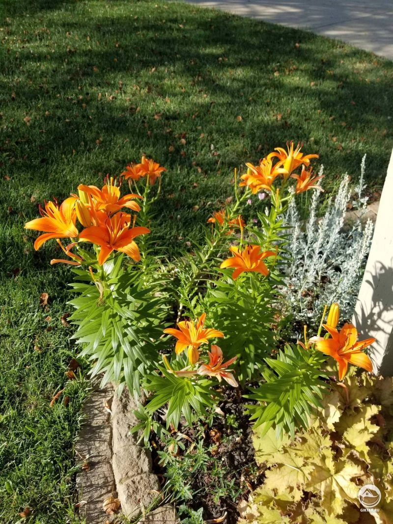 Прекрасные лилии. К сожалению не знаю что за сорт.
