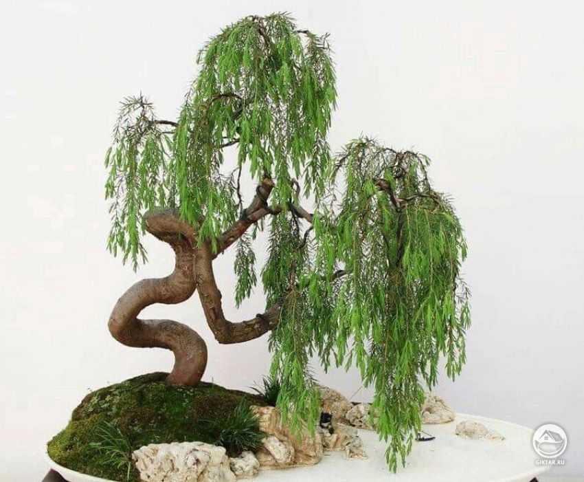 Ива. Бонсай. Ива. Бонсай.