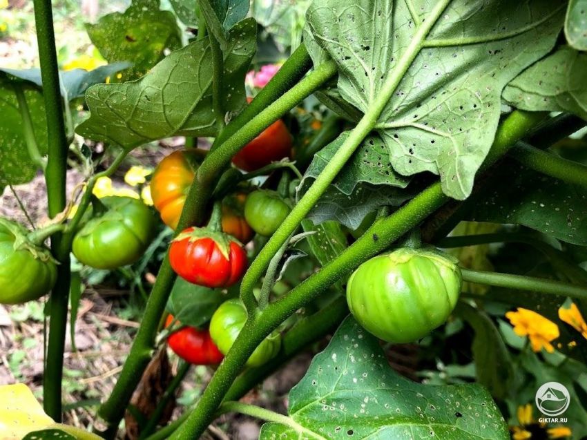 Что это за растение ?