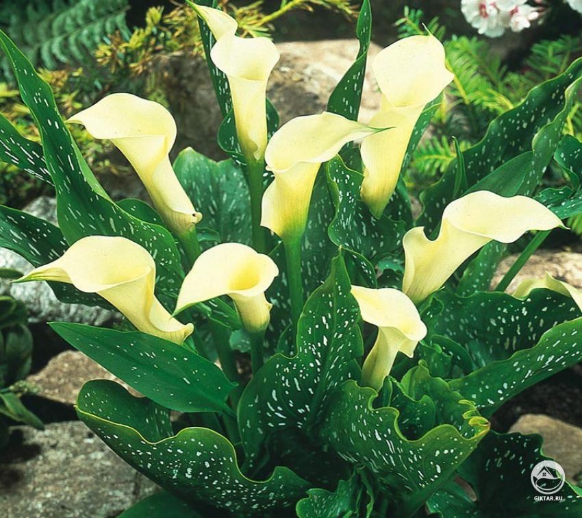 Зантедеския эфиопская (Zantedeschia aethiopica). Калла. Зантедеския эфиопская (Zantedeschia aethiopica). Калла.