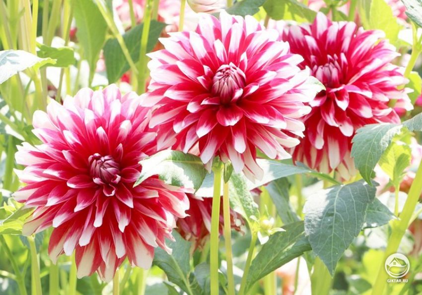 Будем высаживать георгины