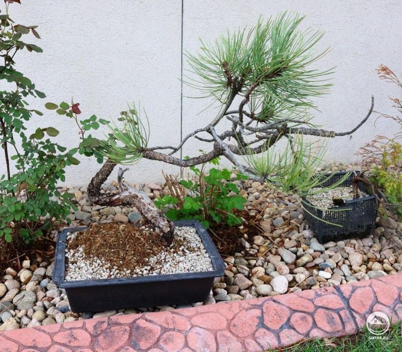 Орегонская сосна ямадори