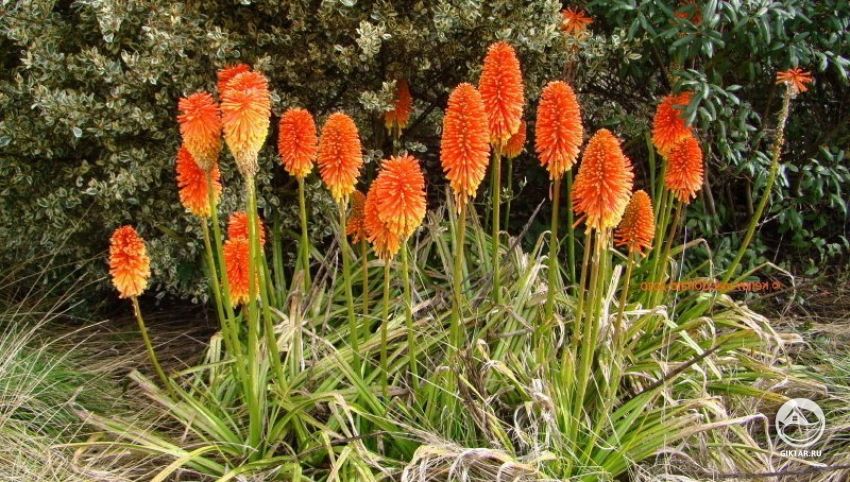 книпхофия ягодная Книпхофия (книфофия) - выращивание и уход