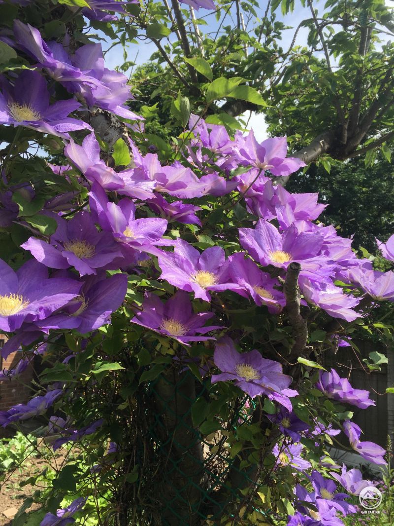 Красивый синий клематис у моих родителей