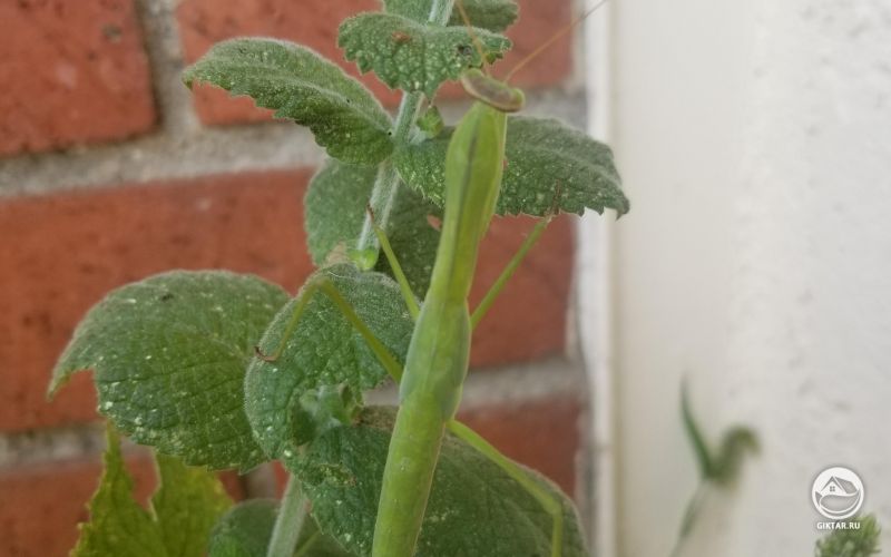 Богомол и мята как-то связаны ?