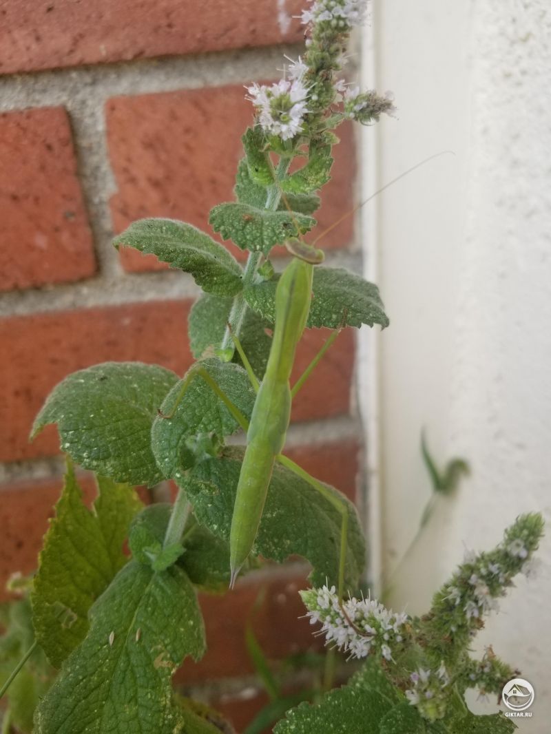 Богомол и мята как-то связаны ?