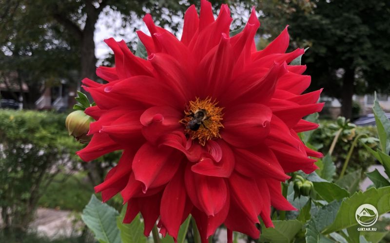 Пчела и георгина