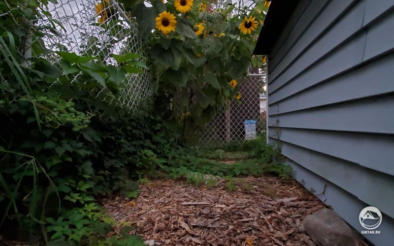 Подсолнухи пробрались