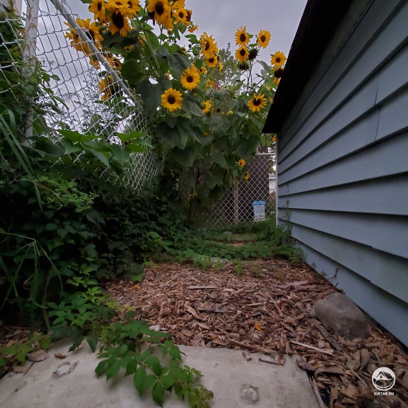 Подсолнухи пробрались