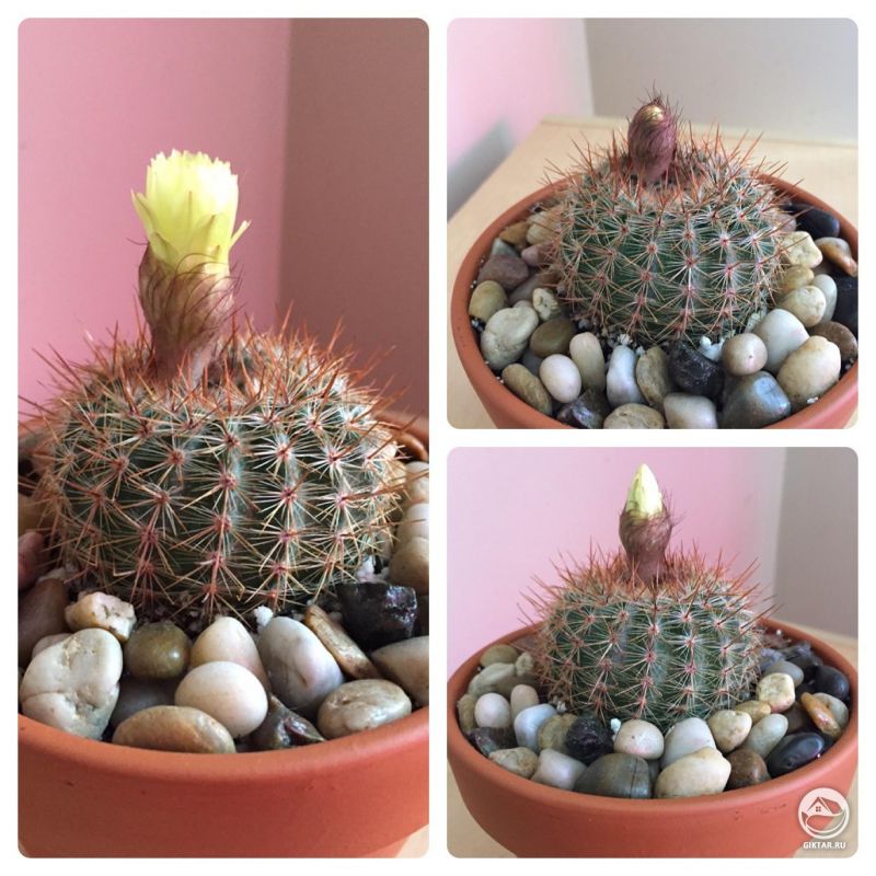 Цветение кактуса в процесса