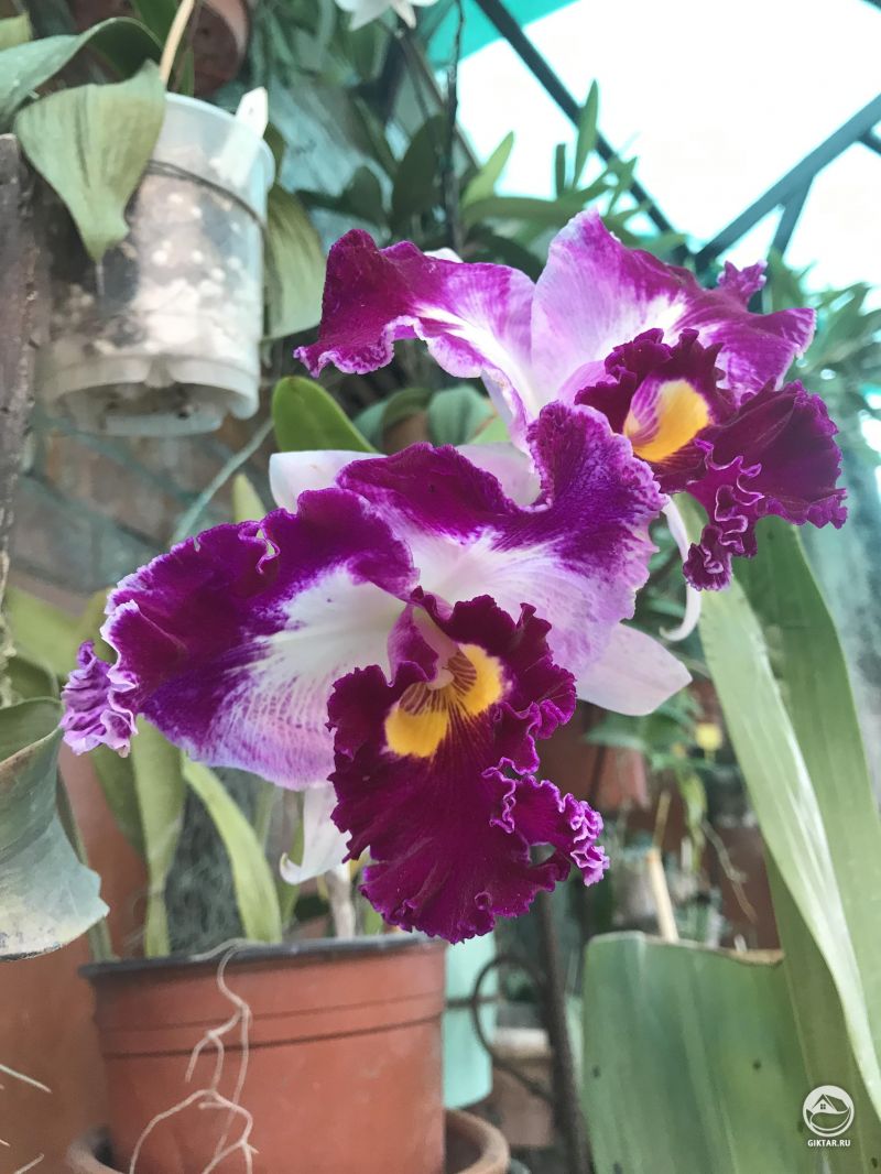 Каттлея гибрид