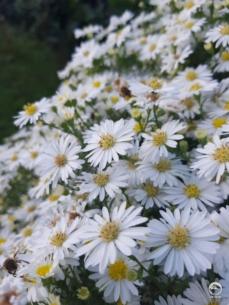 Астра ромашковая