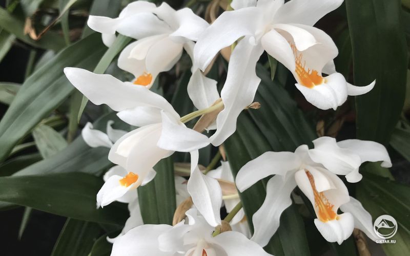 Белые орхидеи