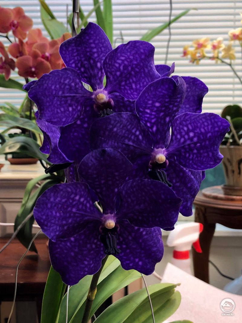 Ванда Pachara Delight