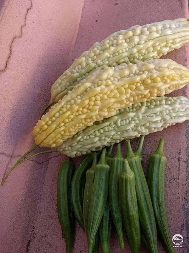 Необычные овощи - горькая дыня и бамия!