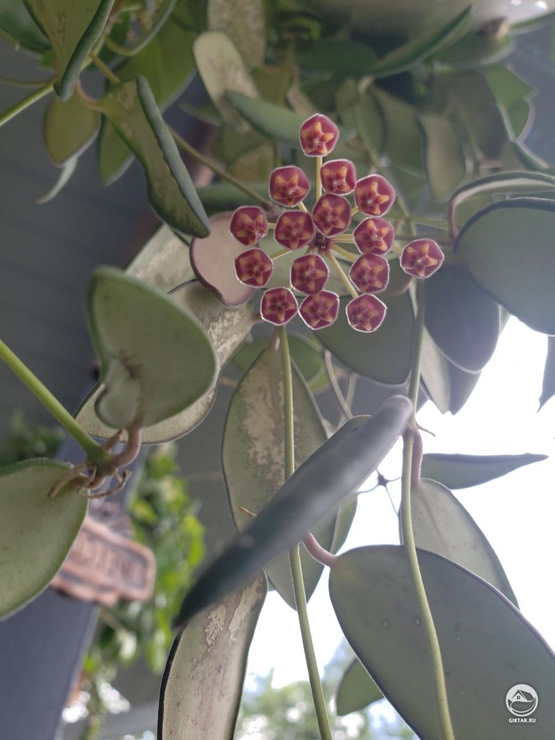 Умоей хойи появились маленькие звездочки